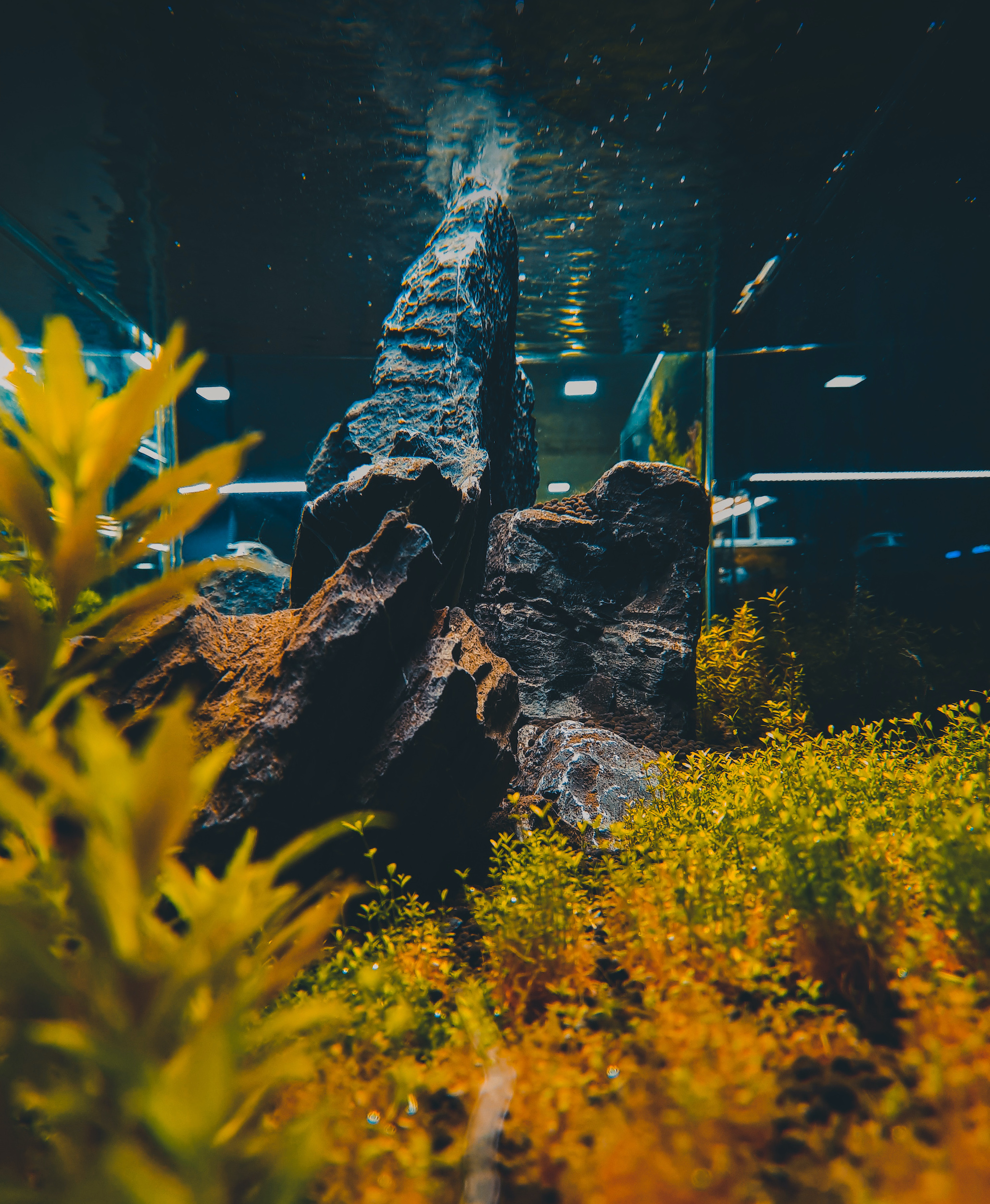 fish-tank